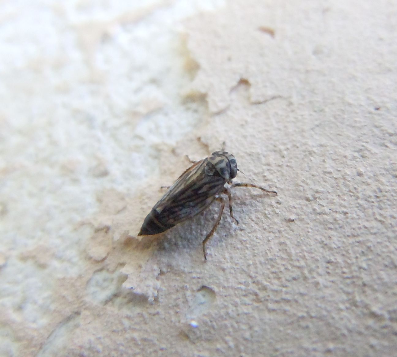 Cicadellidae sottofamiglia Agalliinae sp.